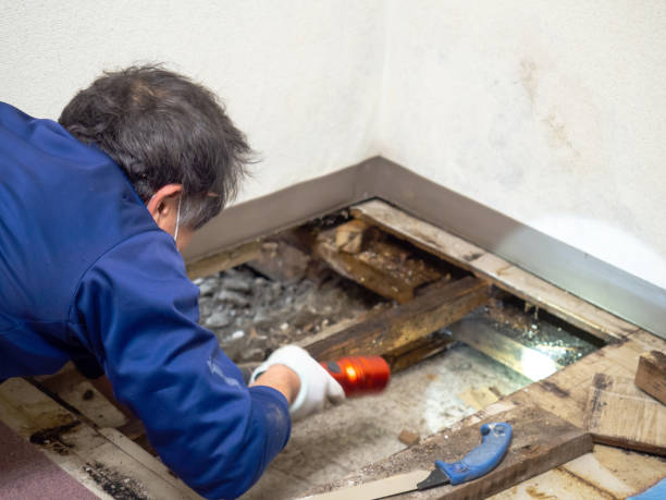 Best Best Mold Removal Companies  in Mount Vernon, GA