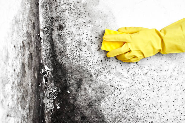 Best Affordable Mold Removal  in Mount Vernon, GA
