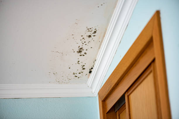 Best Commercial Mold Removal  in Mount Vernon, GA
