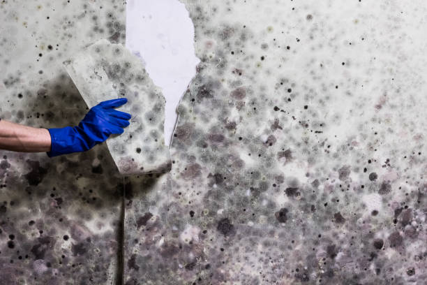 Best Mold Cleaning Services  in Mount Vernon, GA